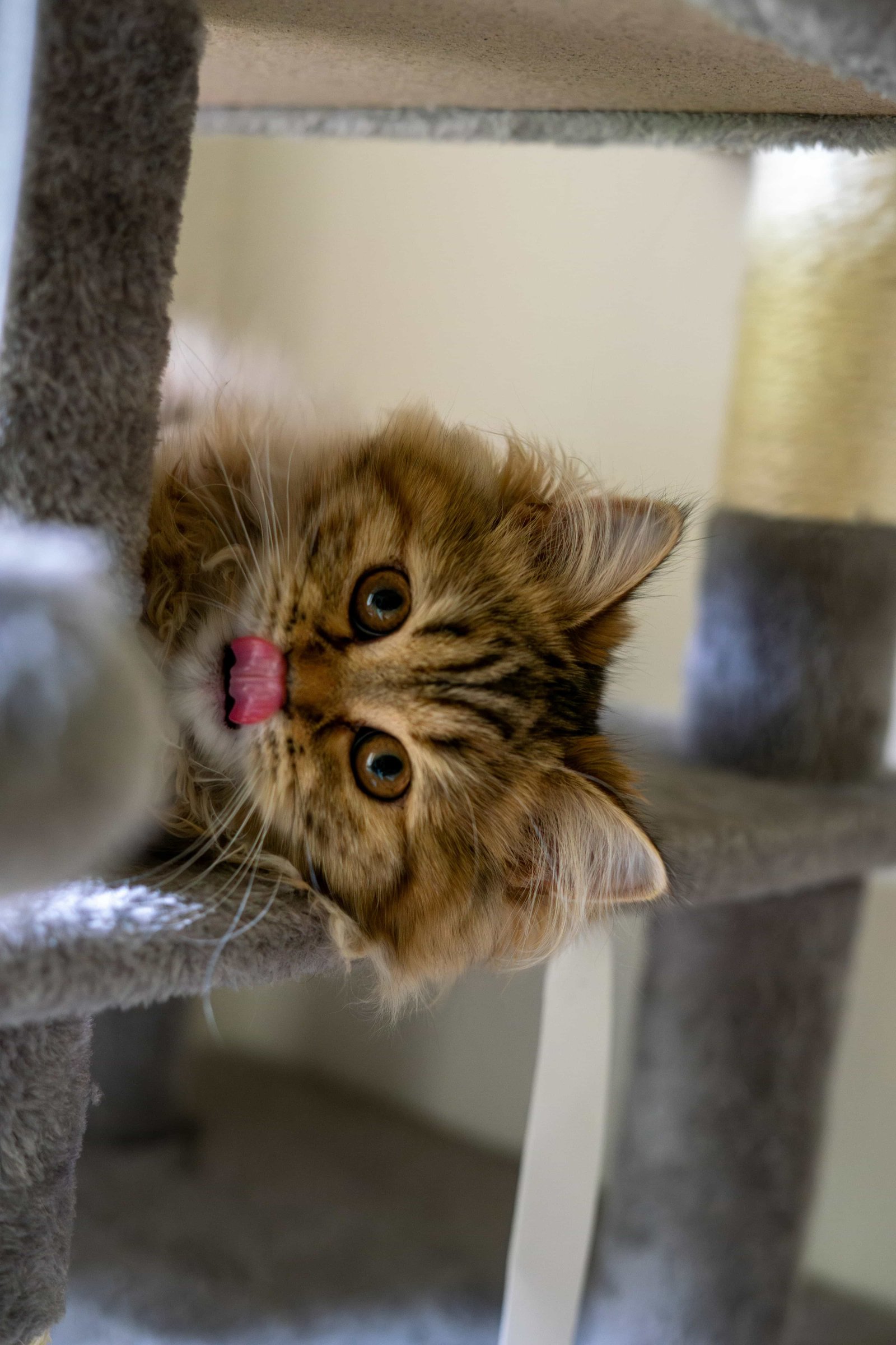 Cat Care
